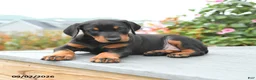 Mixed Breed dogs for sale: Felix - Ad 3