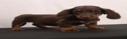Dachshund dogs for sale: mandy - Ad 4