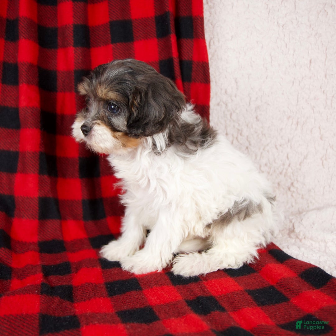 Cavapoo dogs for sale: Polo - Ad 7