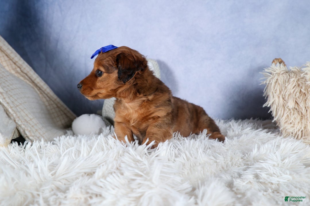 Miniature Dachshund dogs for sale: Jasper - Ad 34