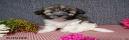 Havanese dogs for sale: Kenzie - Ad 2