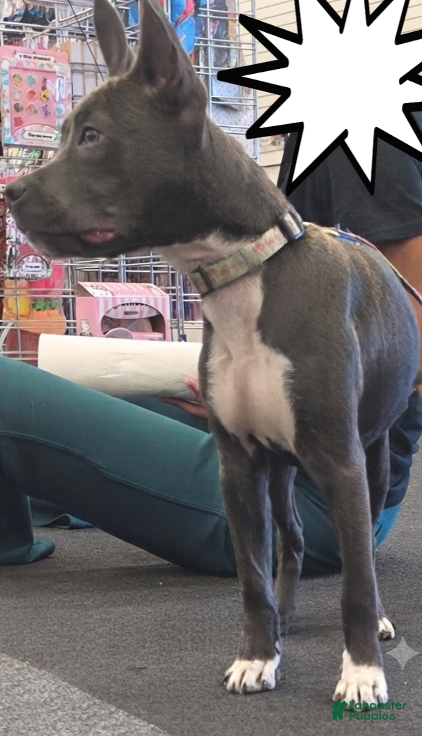American Pit Bull Terrier dogs American Pit Bull Terrier 2 - Ad 1