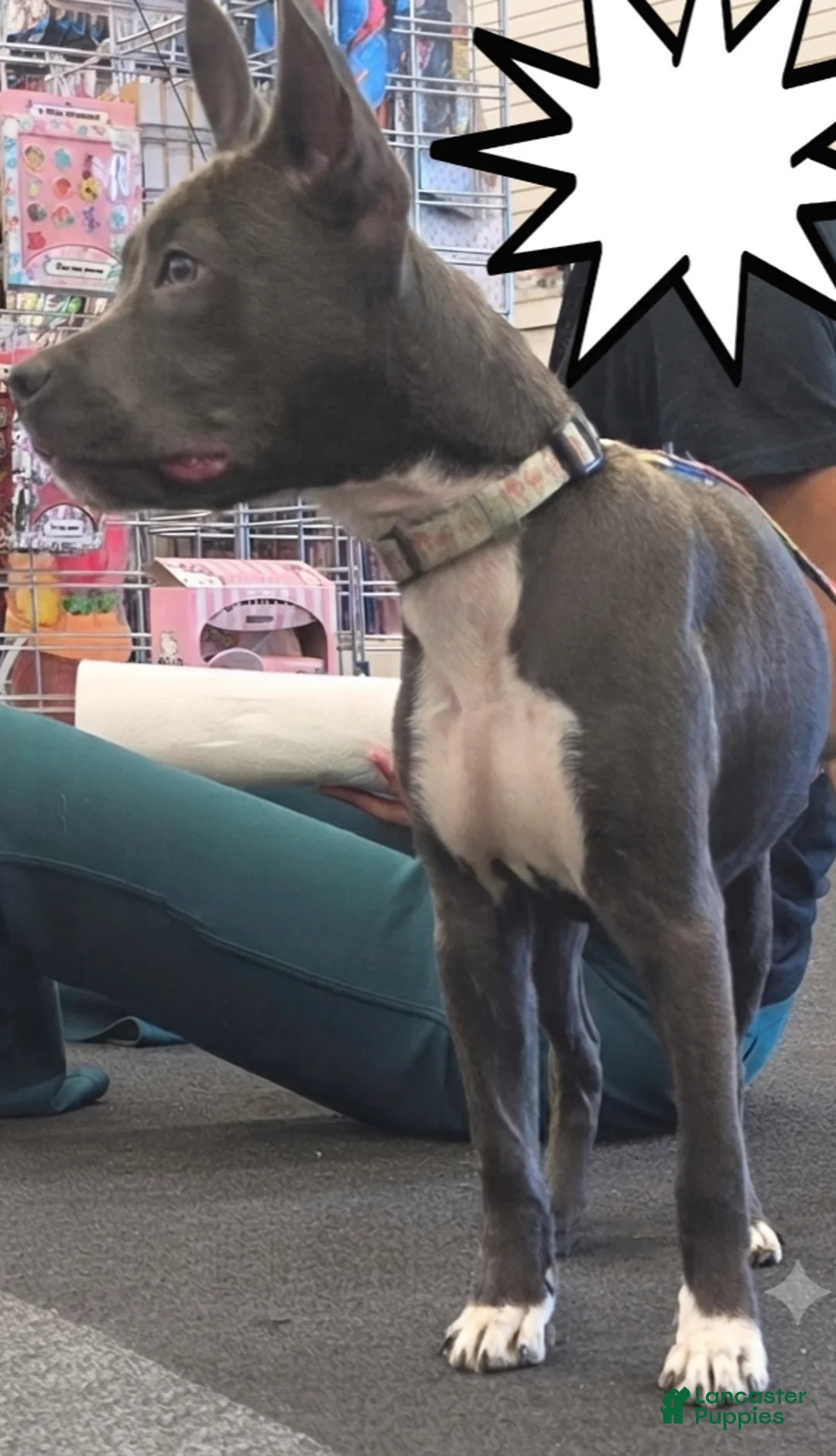American Pit Bull Terrier dogs for sale: American Pit Bull Terrier 2 - Ad 1