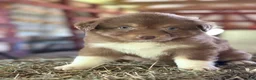 Australian Shepherd dogs for sale: Lynne - Ad 12
