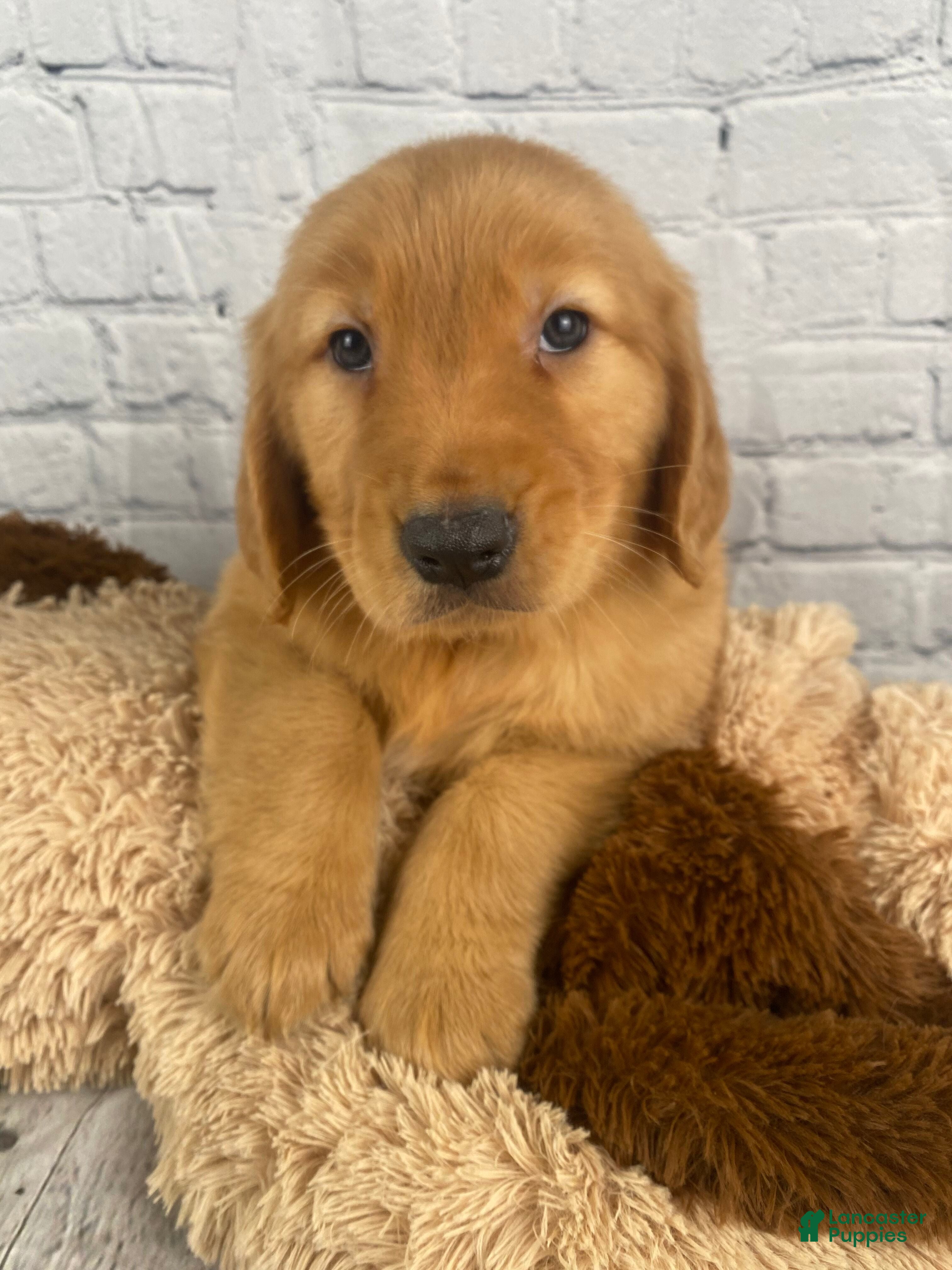 Golden Retriever dogs Danny - Ad 1
