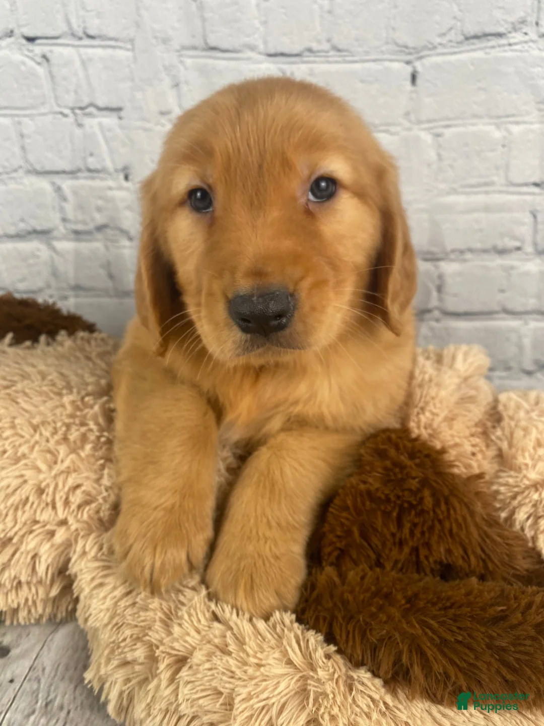 Golden Retriever dogs for sale: Danny - Ad 1