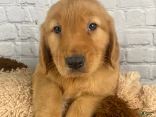 Golden Retriever dogs for sale: Danny - Ad 3