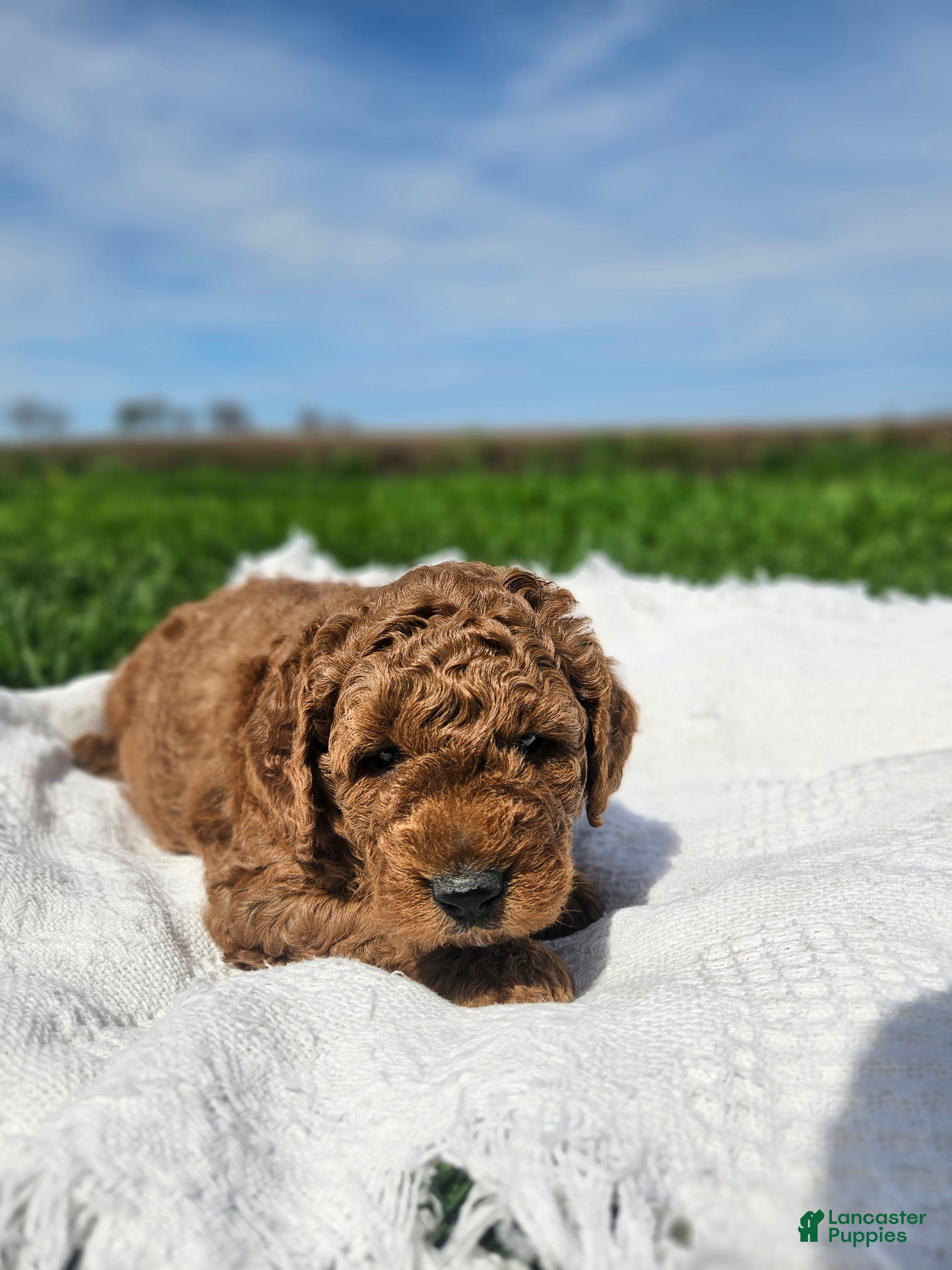Mini Goldendoodle dogs Brady - Ad 1