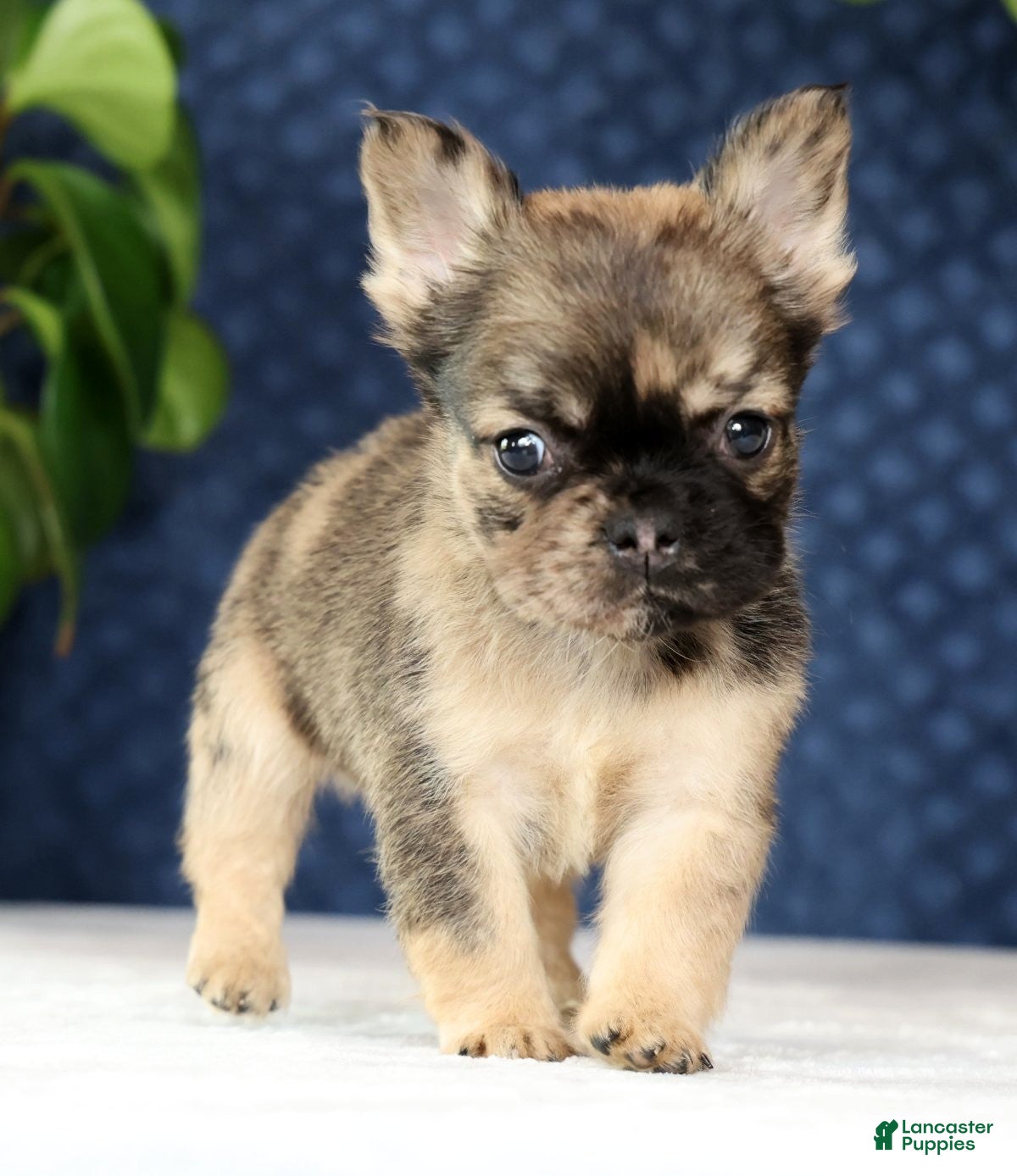 French Bulldog dogs Jesse - Ad 2
