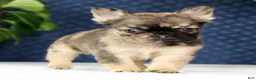 French Bulldog dogs for sale: Jesse - Ad 2