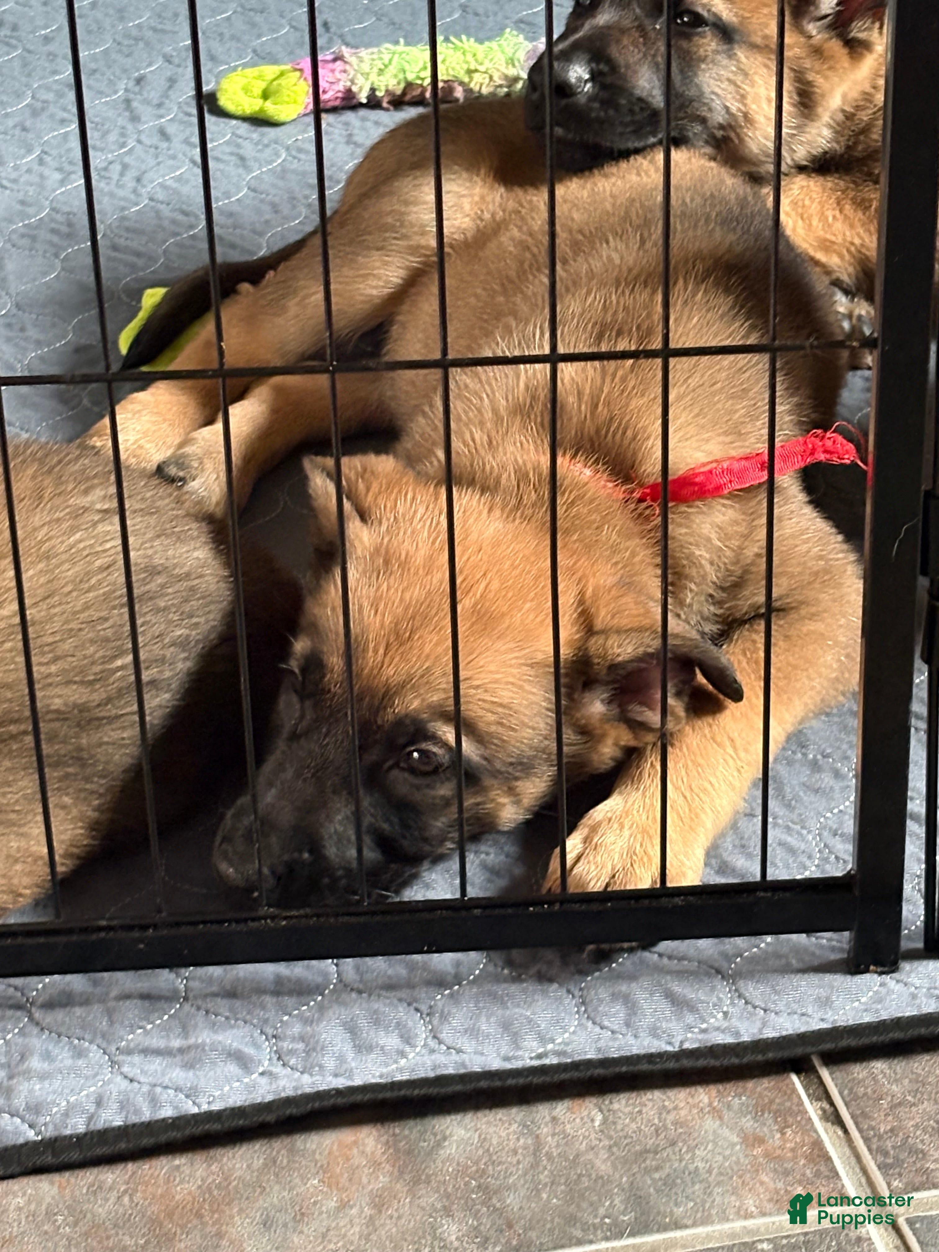 Mixed Breed dogs Cupid - Ad 1