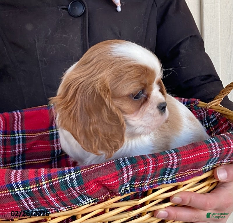 Cavalier King Charles Spaniel dogs Daffodil - Ad 2