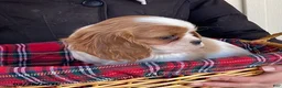 Cavalier King Charles Spaniel dogs for sale: Daffodil - Ad 2