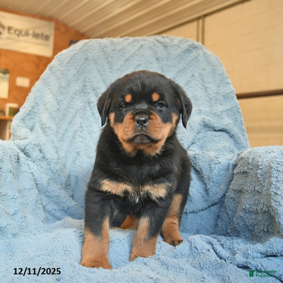 Rottweiler dogs for sale: Roxy  - Ad 2