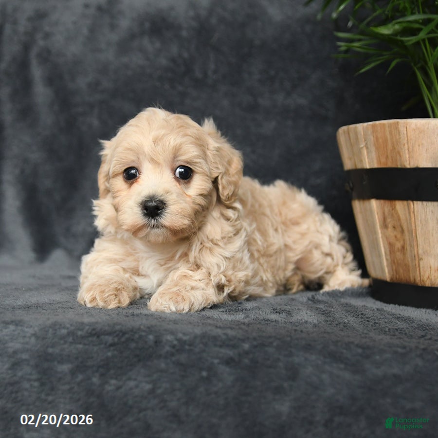 Maltipoo dogs Gracie - Ad 2