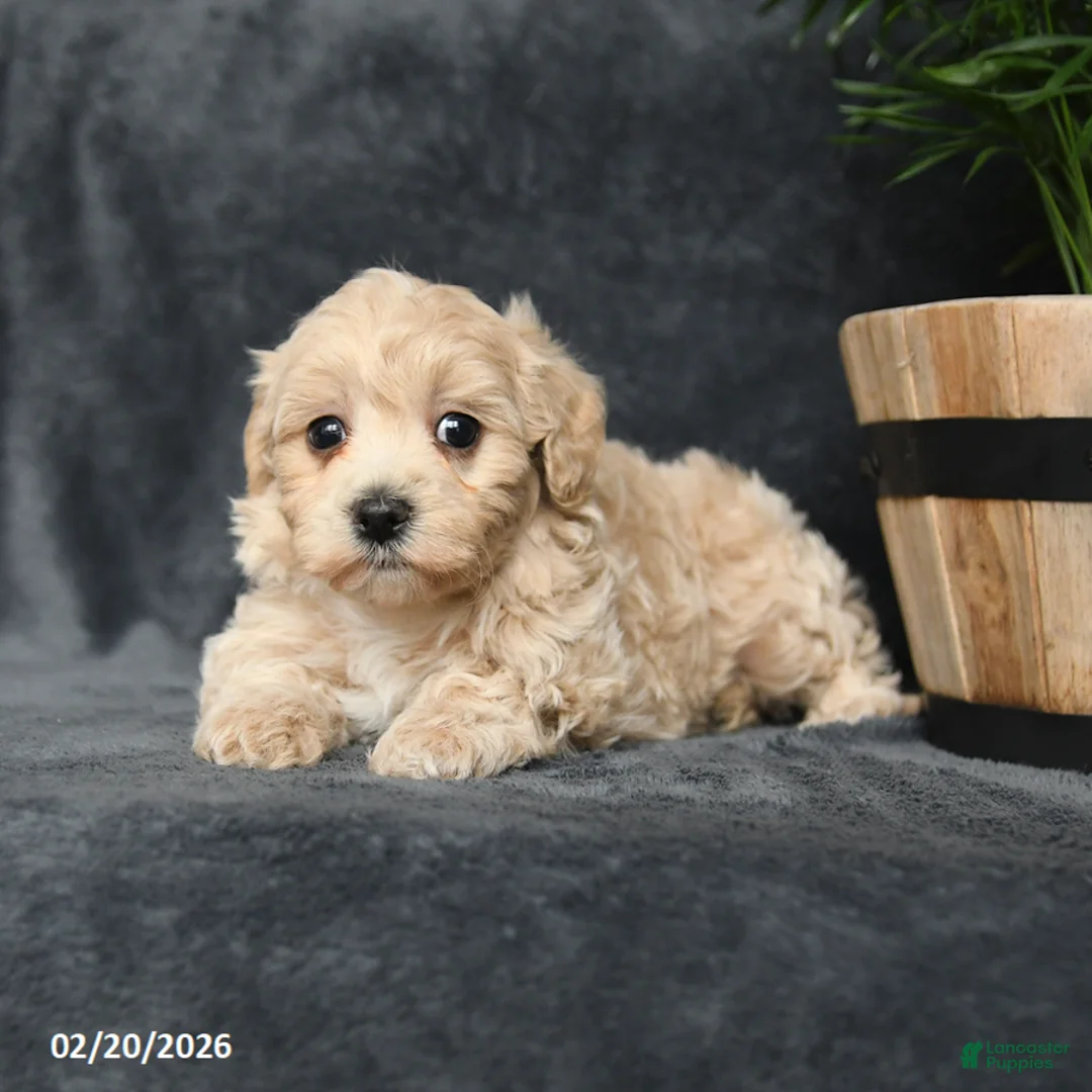 Maltipoo dogs for sale: Gracie - Ad 2