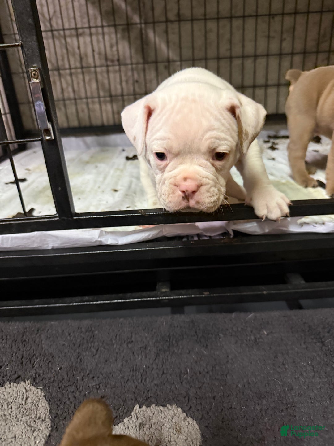 Olde English Bulldogge dogs for sale: Olde English Bulldogge Puppy 4 - Ad 4