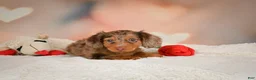 Miniature Dachshund dogs for sale: Romeo - Ad 8