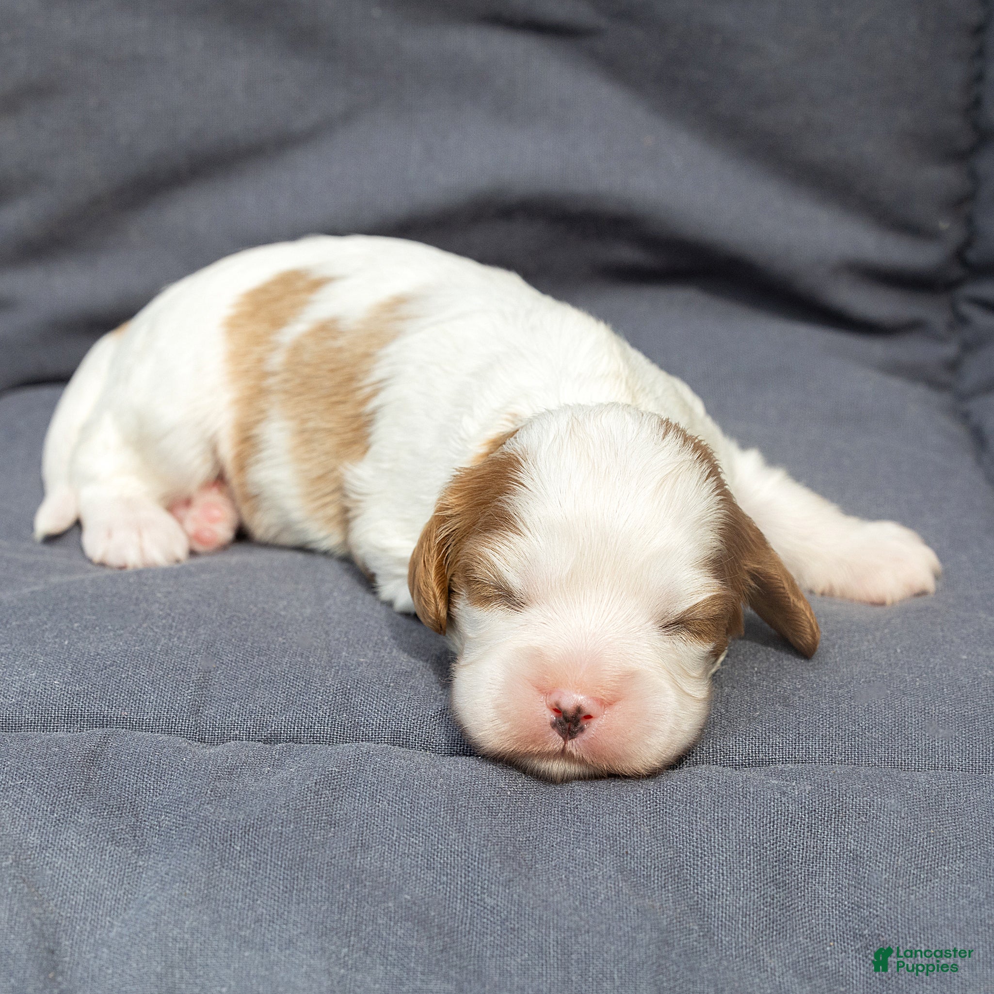 Cavalier King Charles Spaniel dogs Ben Cavalier King Charles Spaniel  - Ad 1