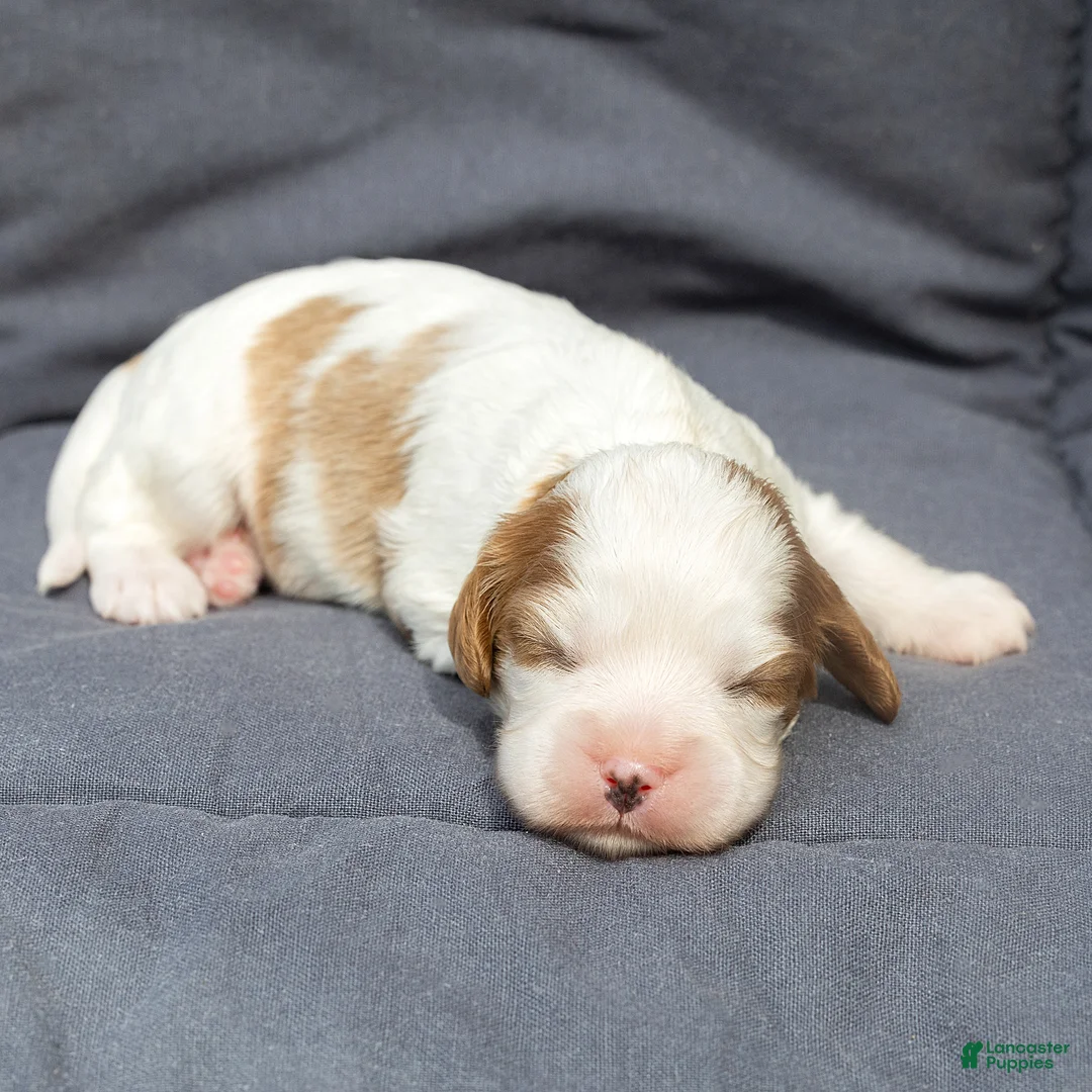 Cavalier King Charles Spaniel dogs for sale: Ben Cavalier King Charles Spaniel  - Ad 1