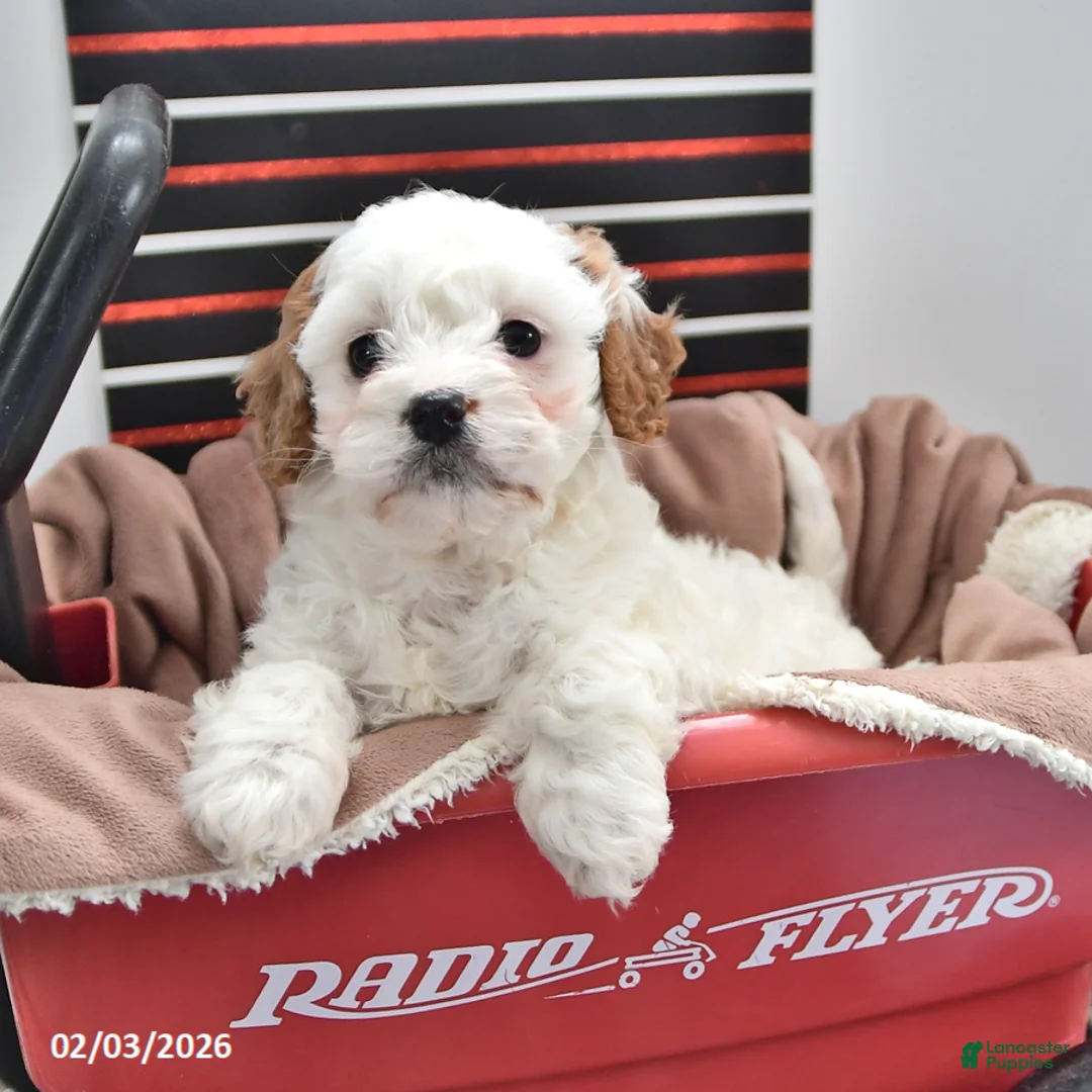 Cavapoo dogs for sale: Stacy - Ad 3