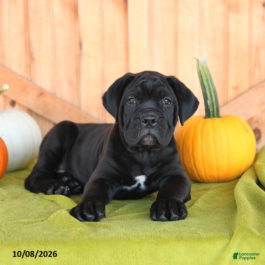 Cane Corso dogs Bear - Ad 2