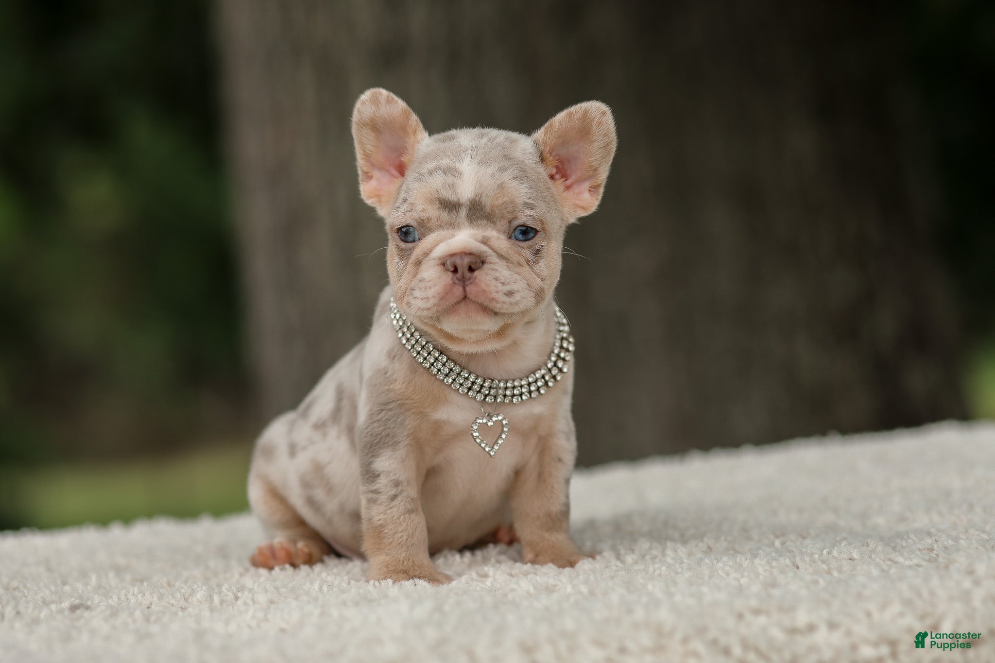 French Bulldog dogs Digger - Ad 2