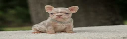 French Bulldog dogs for sale: Digger - Ad 2