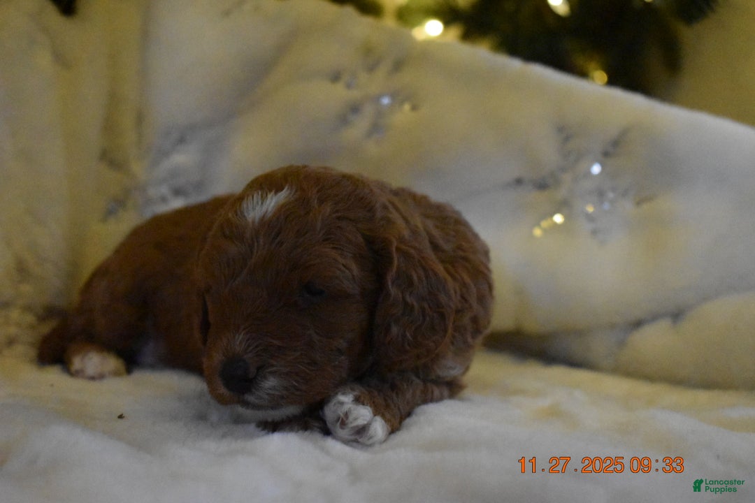 Cavapoo dogs for sale: Cavapoo Puppy 1 - Ad 8