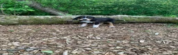 Mixed Breed dogs for sale: Roxi - Ad 1