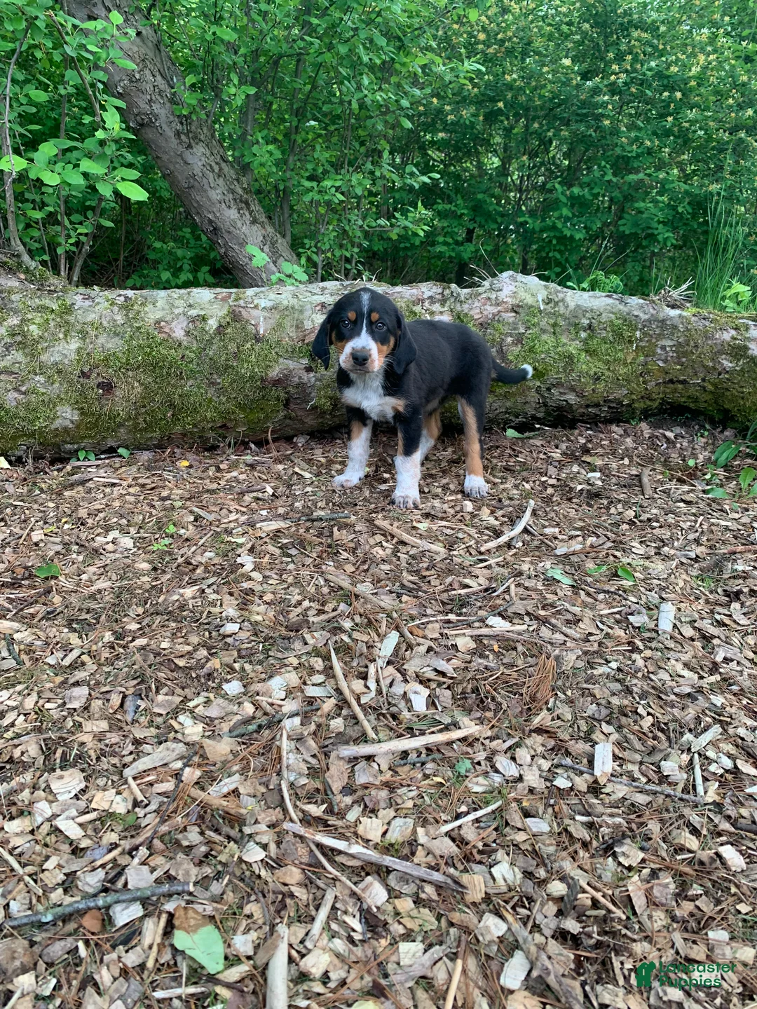 Mixed Breed dogs for sale: Roxi - Ad 1