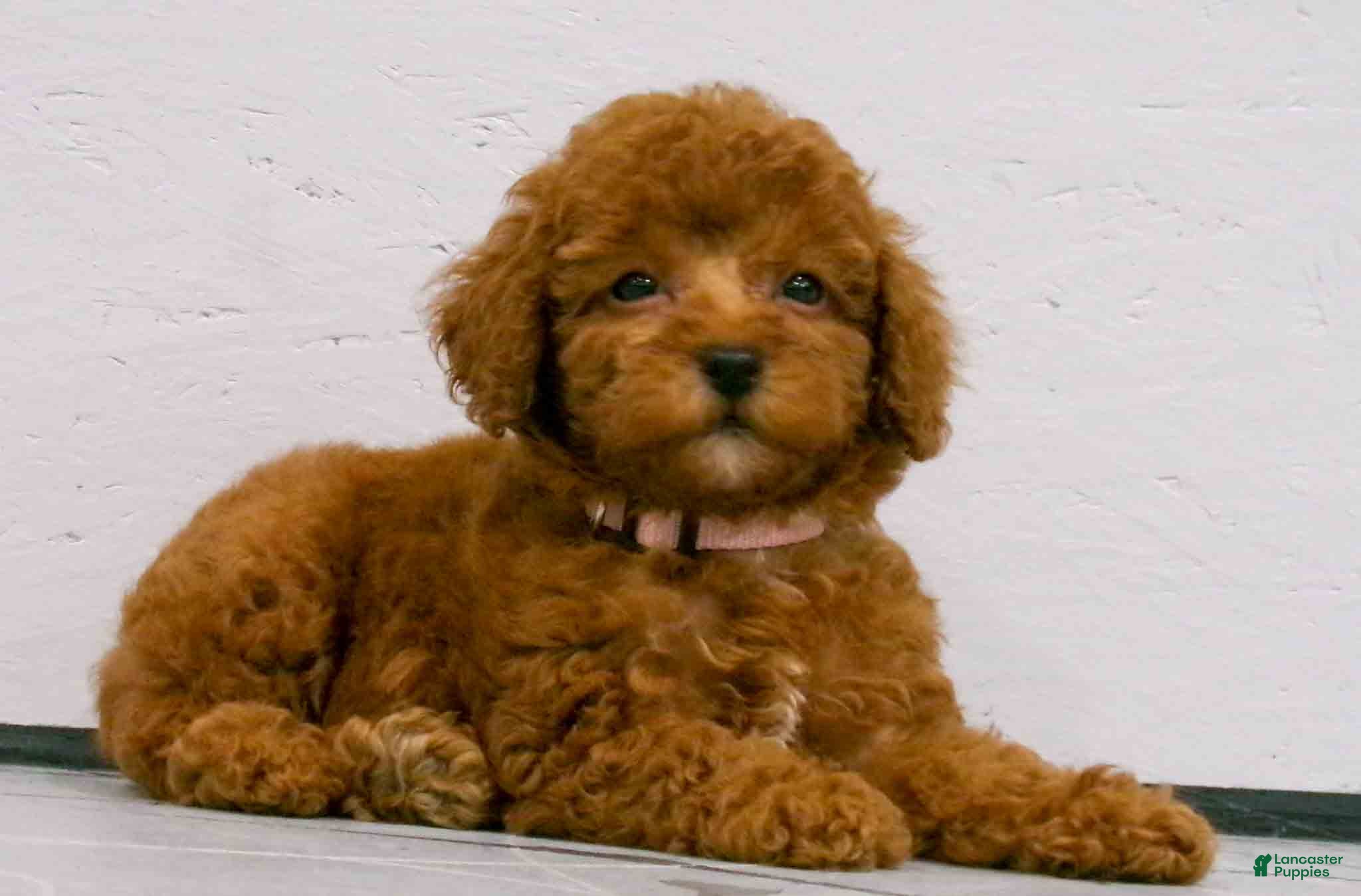 Miniature Poodle dogs Lily🌸 - Ad 2