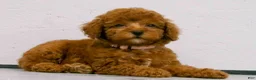 Miniature Poodle dogs for sale: Lily🌸 - Ad 2