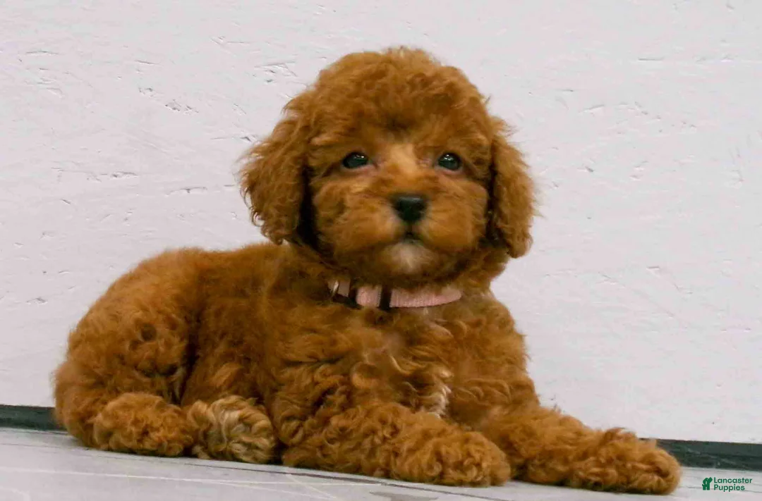 Miniature Poodle dogs for sale: Lily🌸 - Ad 2