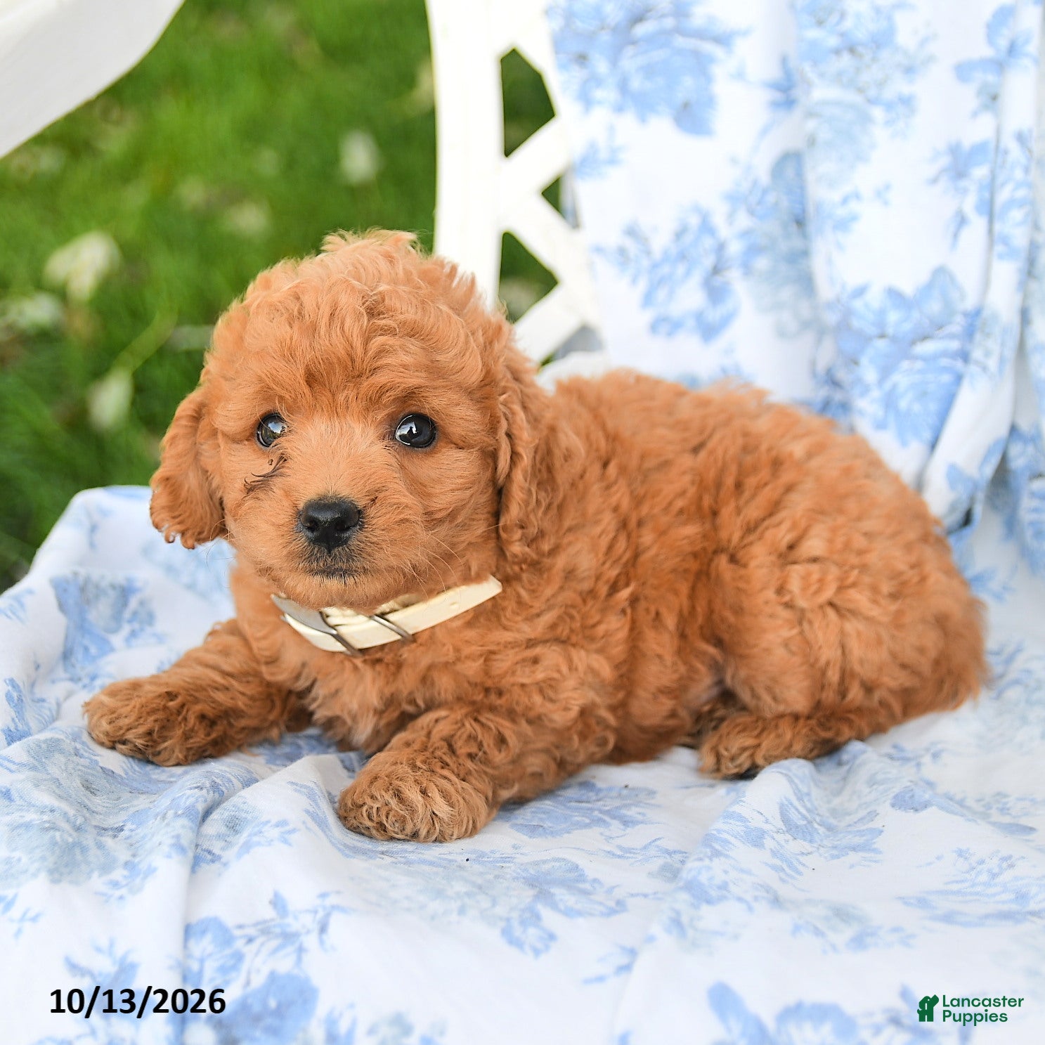Miniature Labradoodle dogs for sale: Darcy - Ad 2