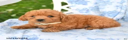 Miniature Labradoodle dogs for sale: Darcy - Ad 2