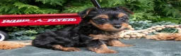 Yorkshire Terrier dogs for sale: Petunia - Ad 3
