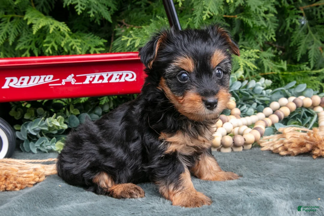 Yorkshire Terrier dogs for sale: Petunia - Ad 3