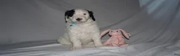 Mixed Breed dogs for sale: Fifi - Ad 12