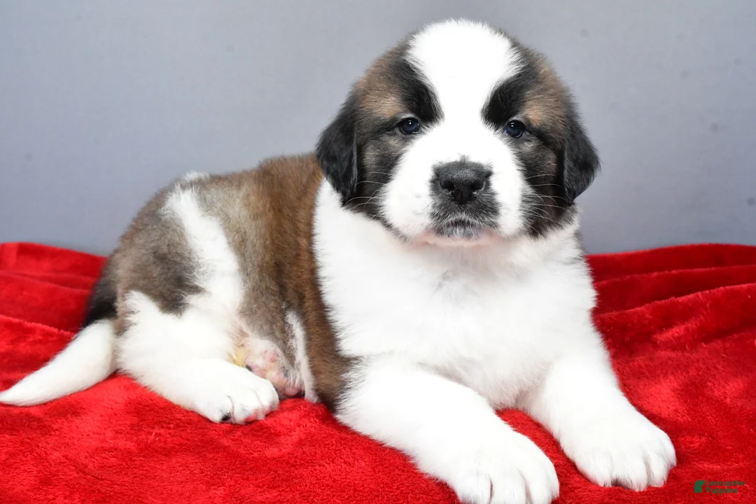 Saint Bernard dogs for sale: amber - Ad 1