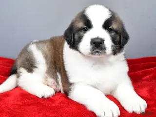 Saint Bernard dogs amber - Ad 8