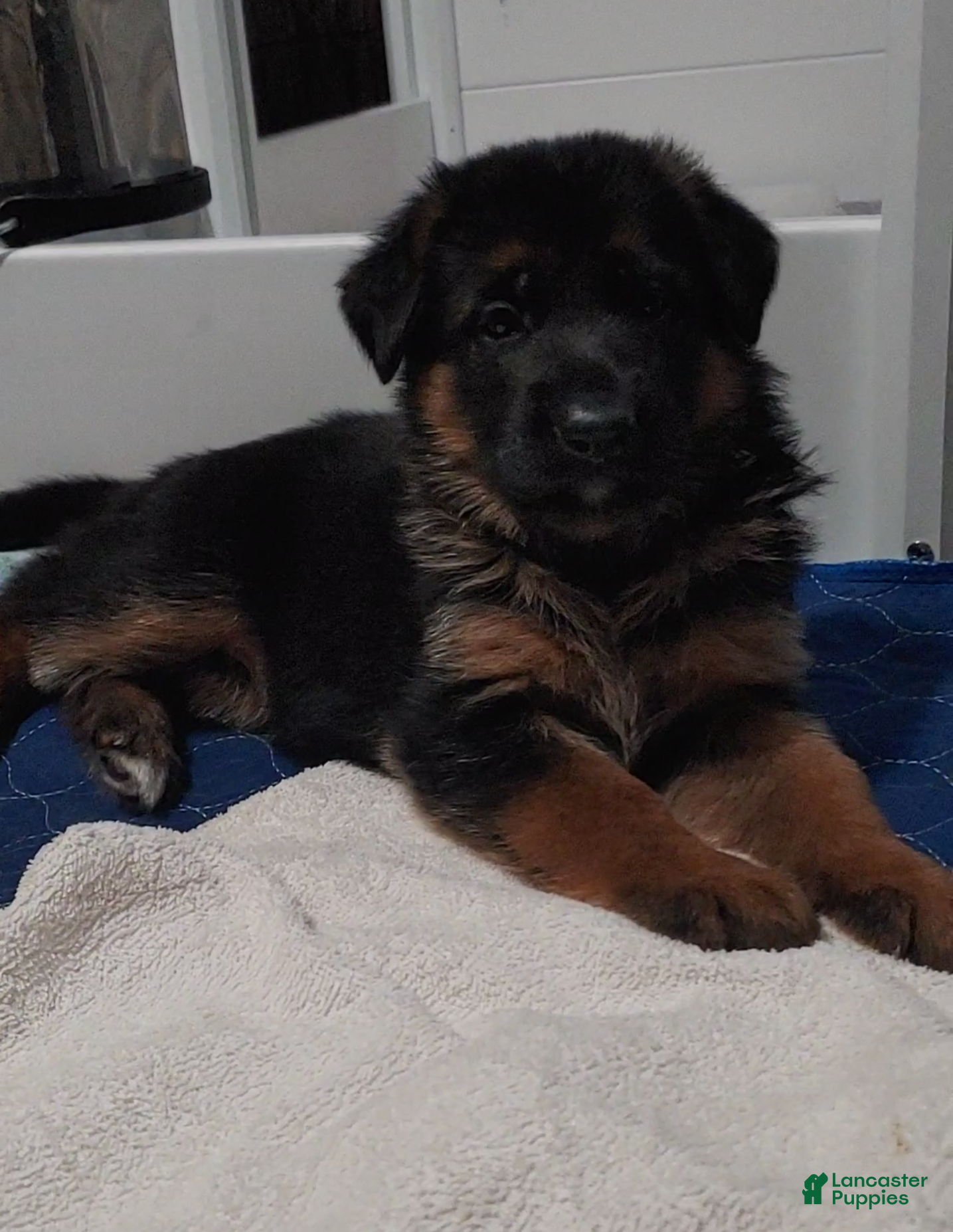 German Shepherd dogs Veronica - Ad 1