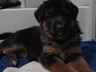 German Shepherd dogs Veronica - Ad 2