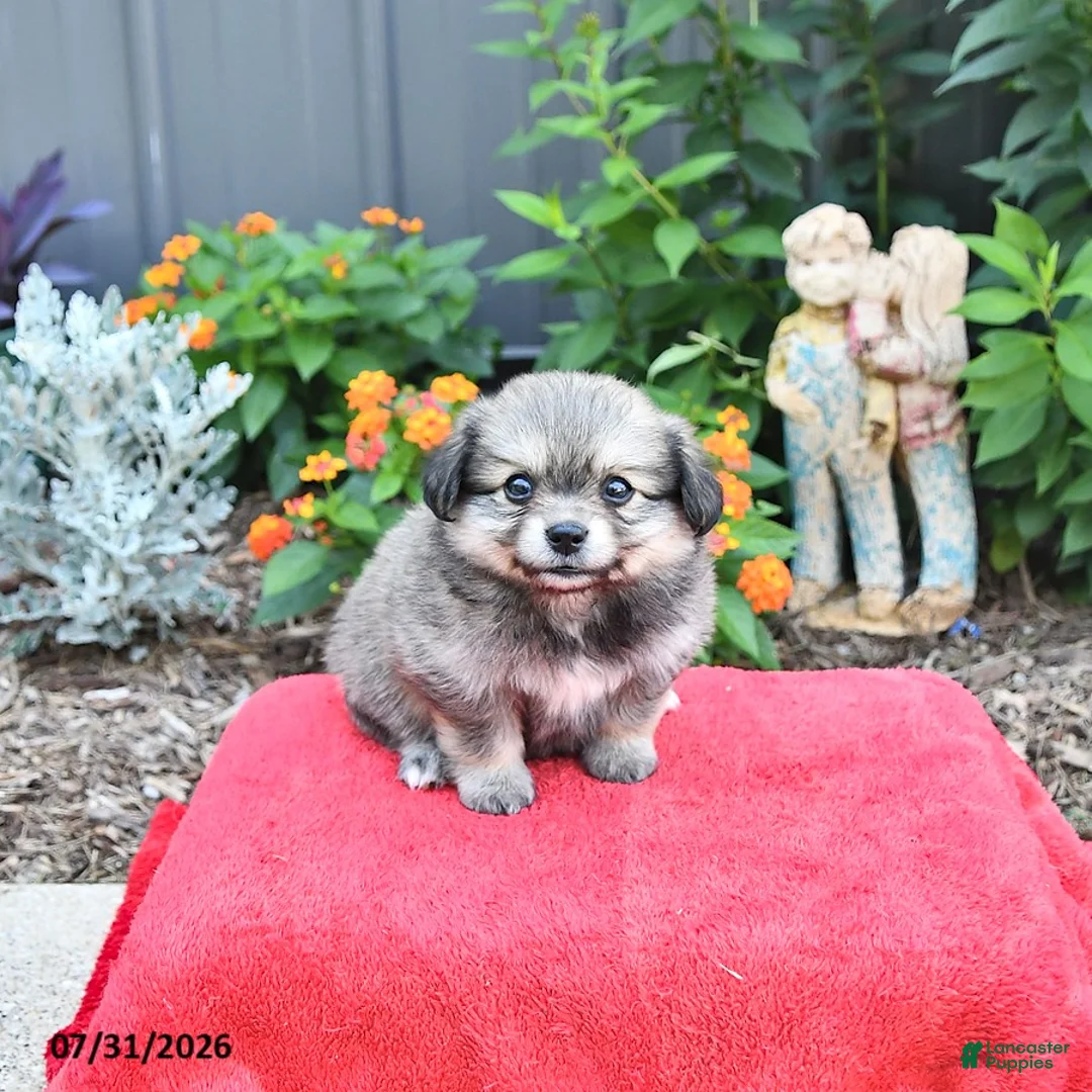 Mixed Breed dogs for sale: Faith - Ad 2
