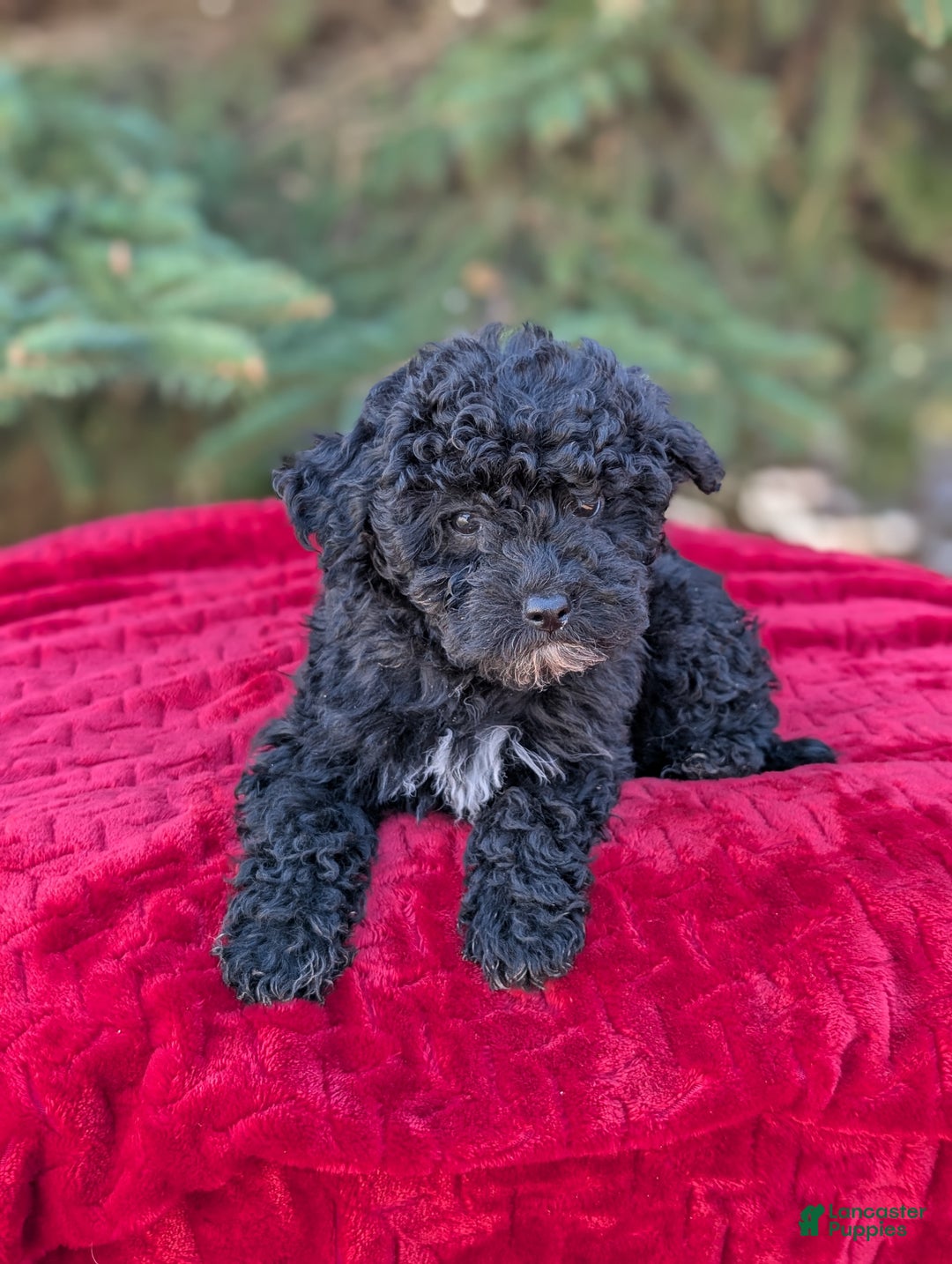 Shihpoo dogs for sale: Wednesday  - Ad 2