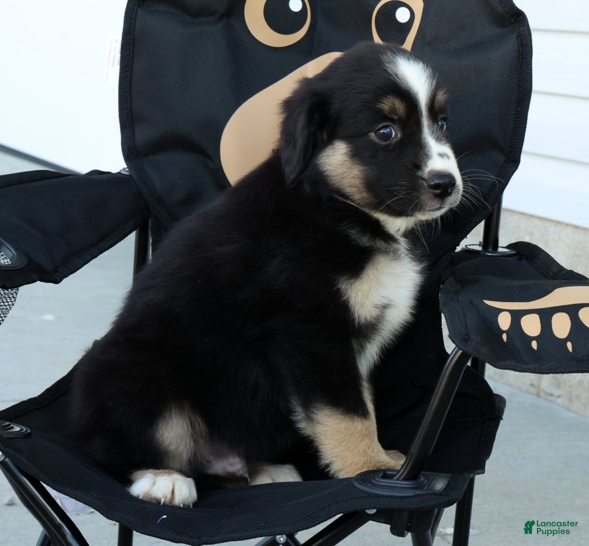 Miniature Australian Shepherd dogs Toby - Ad 2