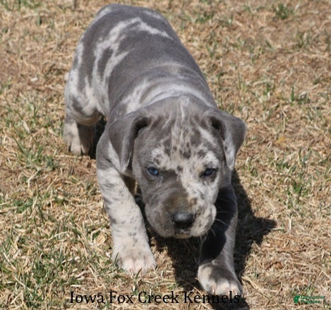 Great Dane dogs Hayley - Ad 2