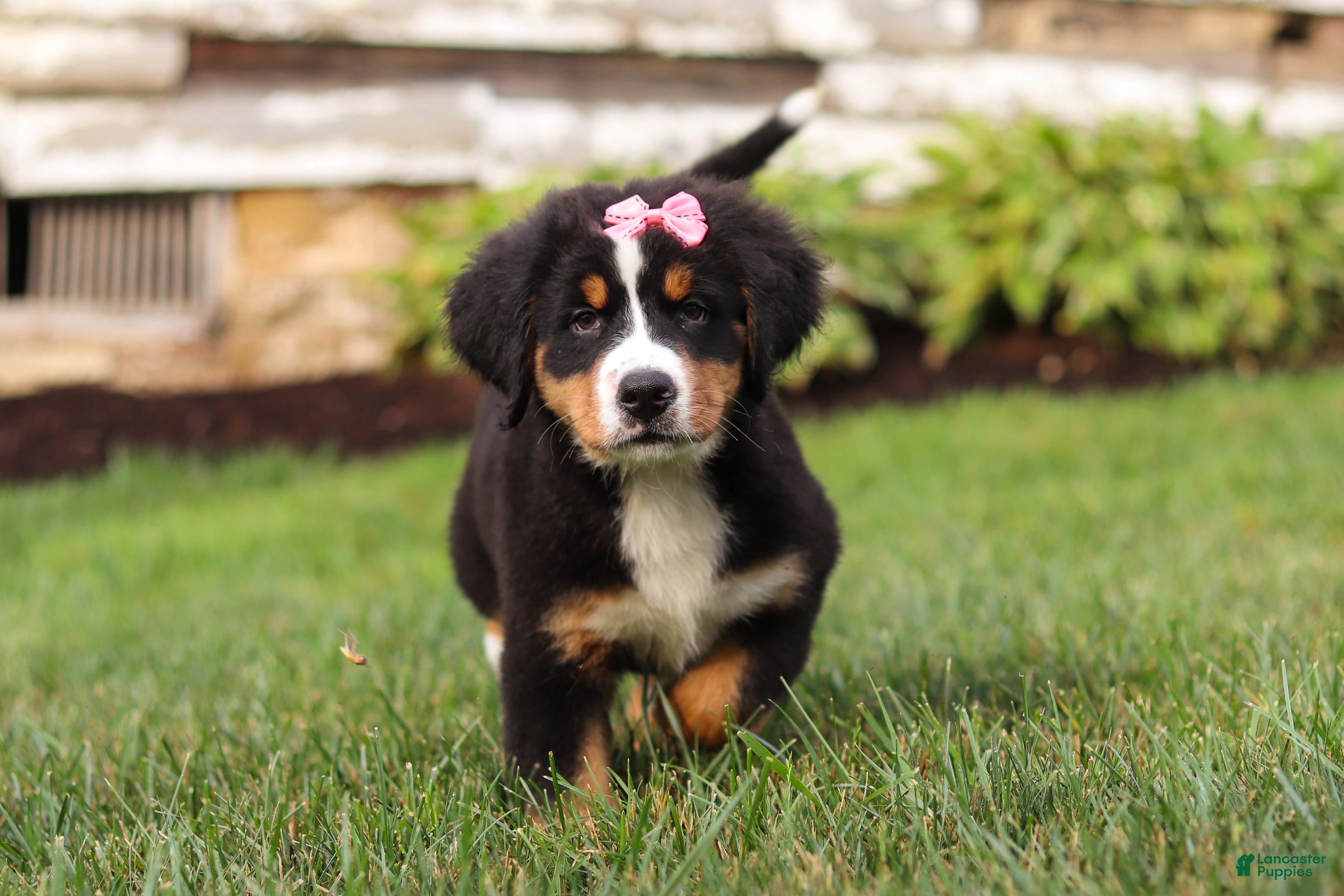 Bernese Mountain Dog dogs Marcy - Ad 2