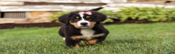 Bernese Mountain Dog dogs for sale: Marcy - Ad 2