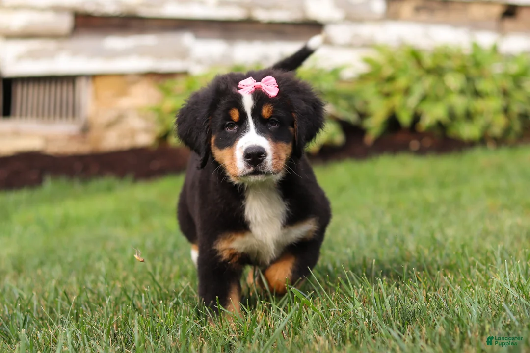 Bernese Mountain Dog dogs for sale: Marcy - Ad 2